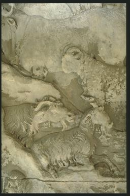Dacian livestock