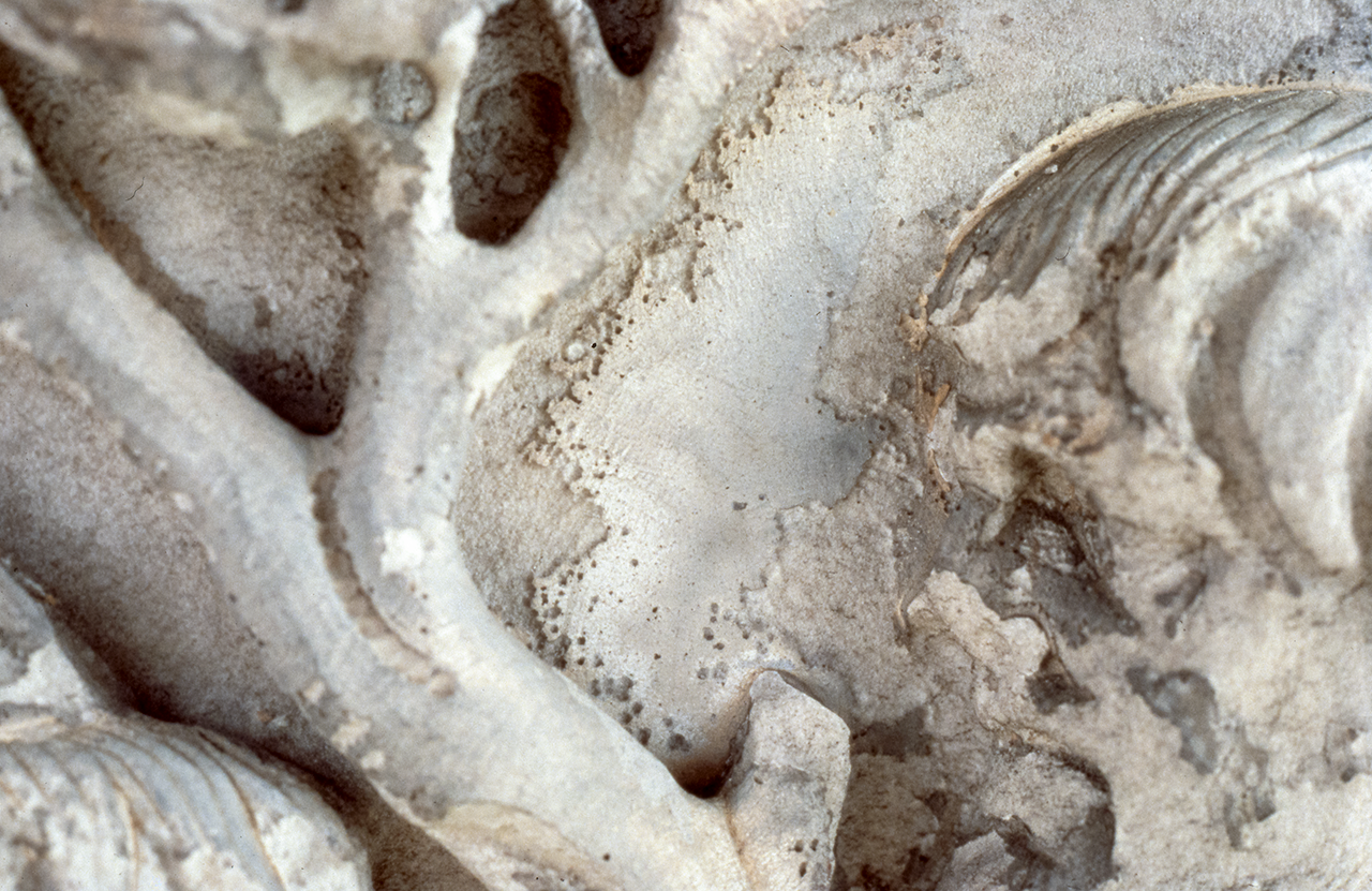 Head of Dacian