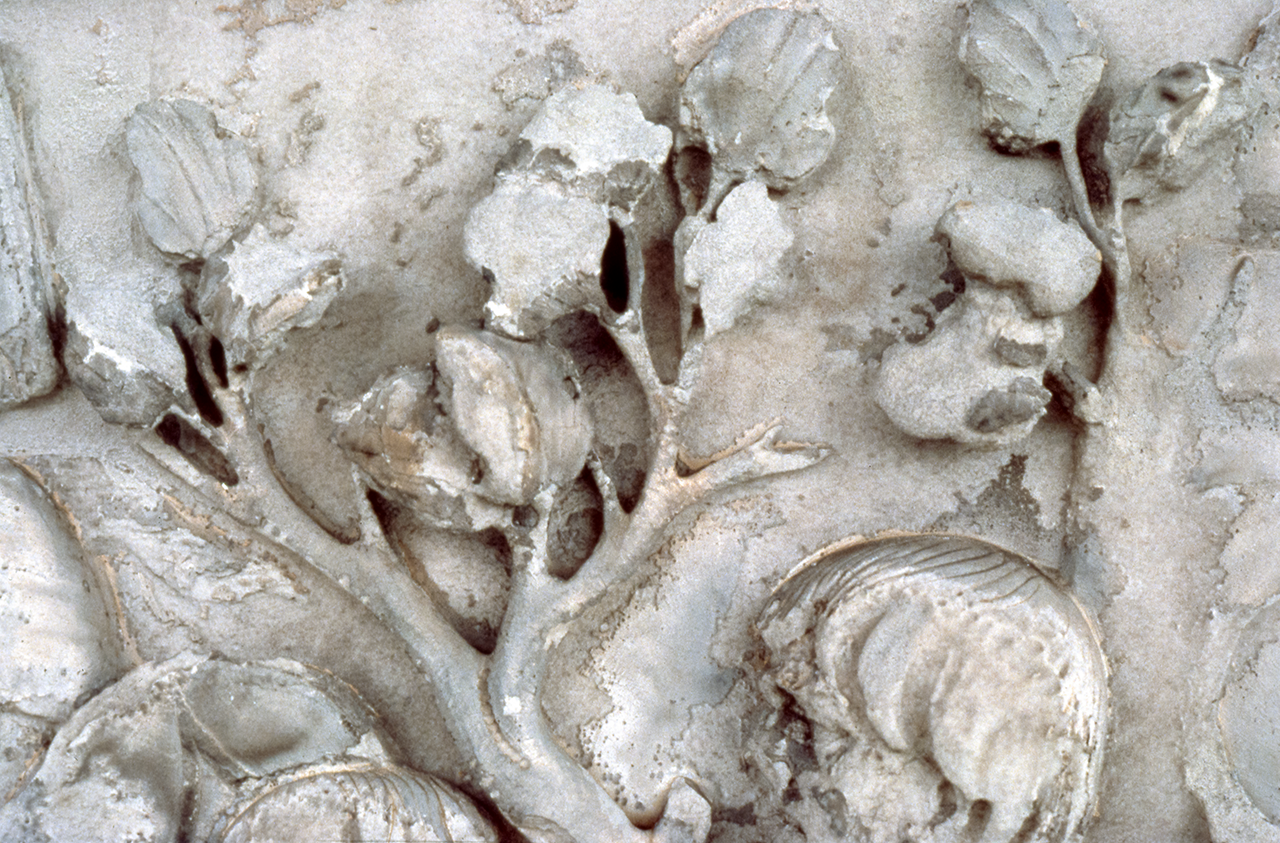 Head of Dacian