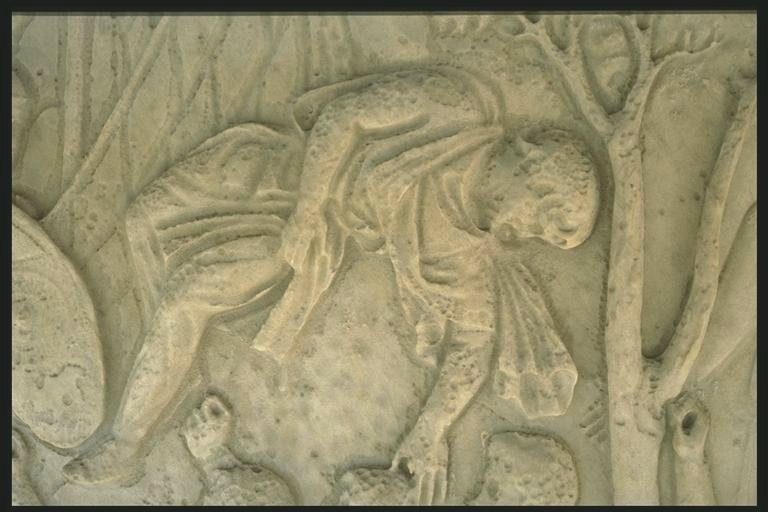 Dacian casualty