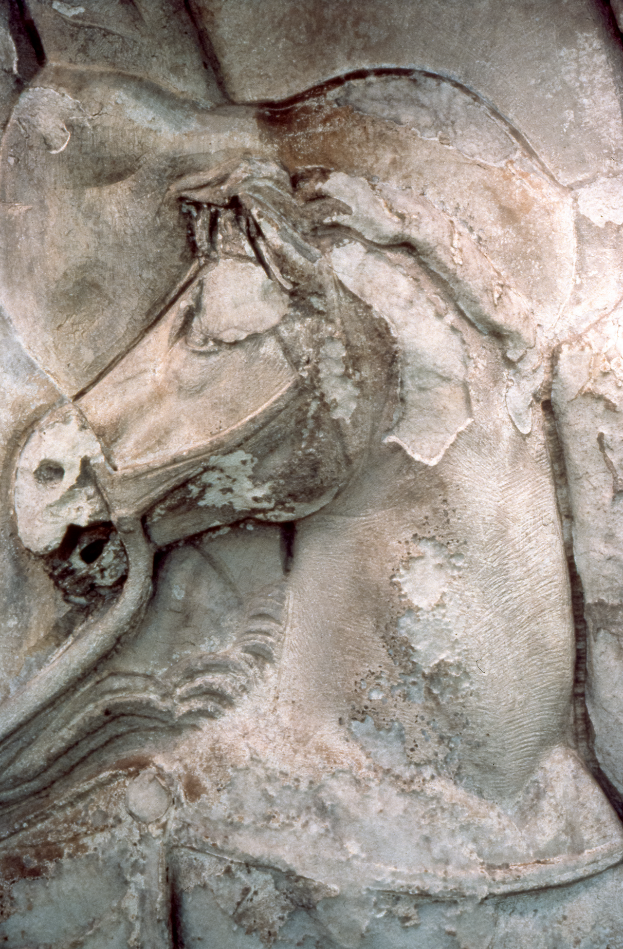 Head of a Roman horse