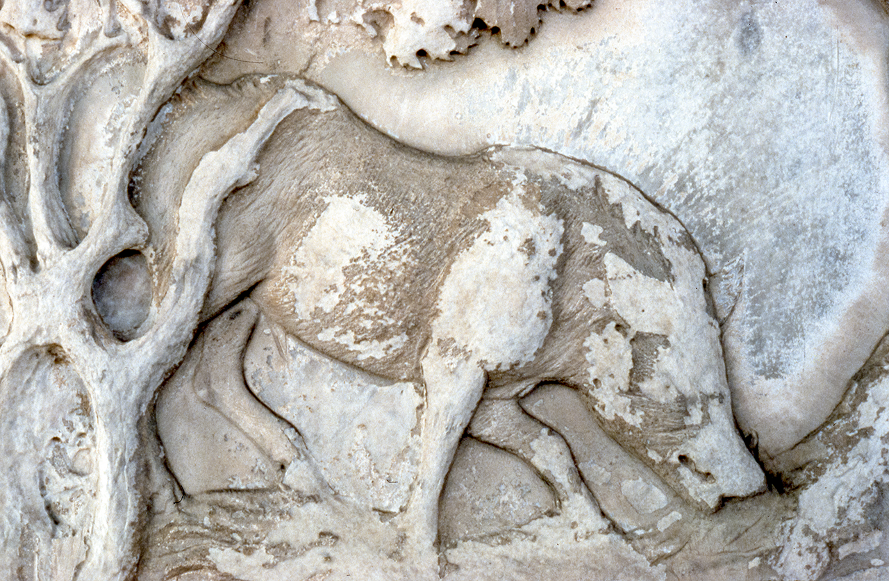 A wild Dacian boar