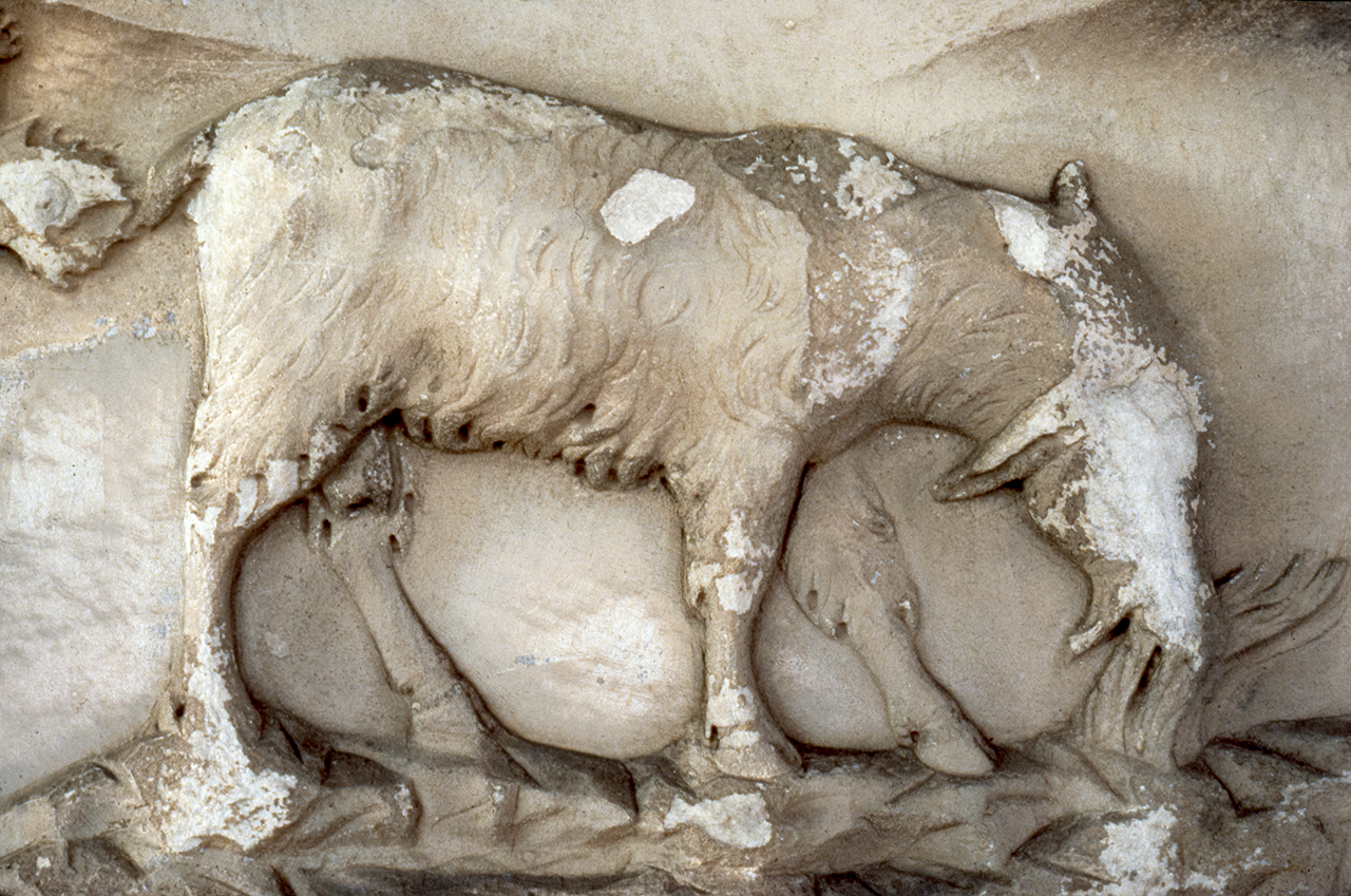 A Dacian goat leaving home