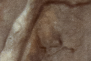 Leaves of a tree