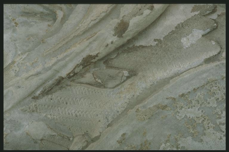 Detail of a Roman auxiliary